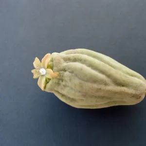 CA, Santa Barbara, Vine?- fruits and seeds, flower, from climber Mobile Home Park