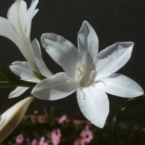 CA, Santa Barbara, Watsonia, Waterdrop