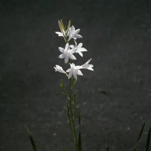 CA, Santa Barbara, Mobile Home Park garden, Watsonia