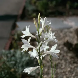 CA, Santa Barbara, Mobile Home Park garden, Watsonia