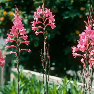 CA, San Juan Capistrano, Flowers, Calif., Watsonia