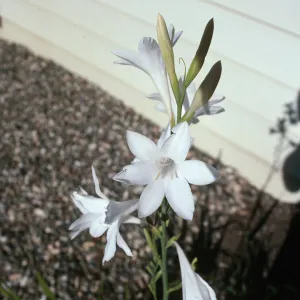 CA, Santa Barbara, Mobile Home Park garden, Watsonia