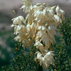 CA, Devil’s Bowl, Yucca