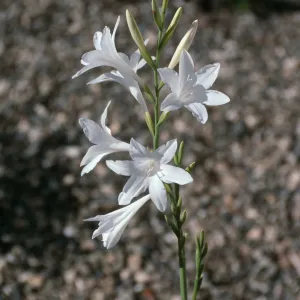 CA, Santa Barbara, Mobile Home Park garden, Watsonia