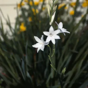 CA, Santa Barbara, garden, Watsonia