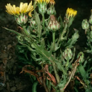 Malacothrix squalida, mid-Anacapa Island
