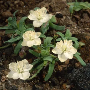 Platystemon californicus, Cliff Cyn. Santa Barbara Isl.