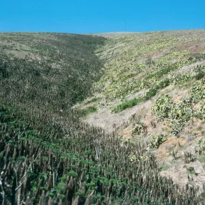 Middle Cyn., Santa Barbara Isl.