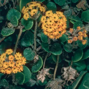 Abronia latifolia, Pfeiffer Beach, Big Sur