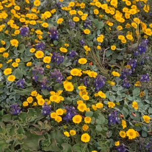Layia (tidy tips), Delphinium (larkspur), W. side of Carrington Point, Santa Rosa Island