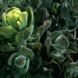 Castilleja mollis, Carrington Point pasture