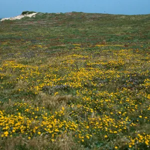 Layia (tidy tips), N. of Sandy Point, W. end, Santa Rosa Island