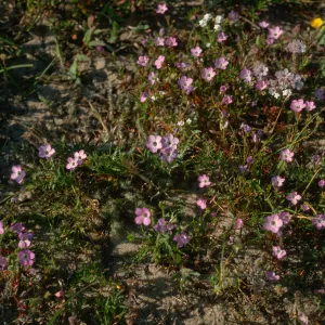 Gilia tenniflora hoffmannii, E. end, Santa Rosa Island