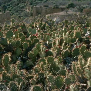 Opuntia oricola, W. side Beach Rd., San Nicolas Island