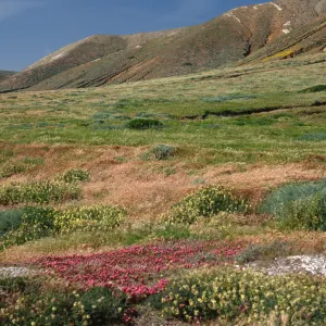 Orthocarpus purpurascens, Astragalus trichopodus, near Point Flats, Santa Cruz Island