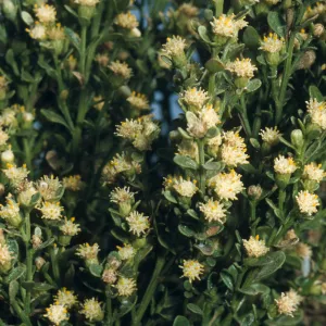 Baccharis pilularis ssp. consanguinea, Chaparral Broom. Staminate flowers. Ventura River Mouth