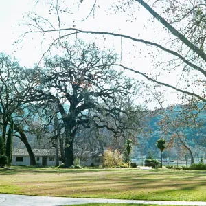 Several tall trees grow besides a white, single story house on the opposite side of a grassy yard. 