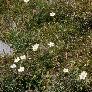 Parnassia. Near Cooley Lake on trail to Hoover Lake