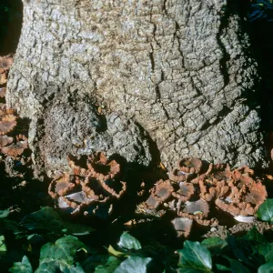 Clusters of brown mushrooms with curling edges grow at the base of a tree. 