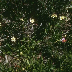 Small, off-white, five-petaled flowers grow on narrow stems above short grass. 