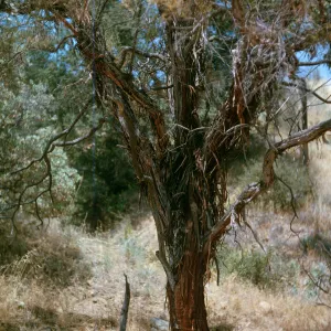 A tree with peeling ribbons of bark.