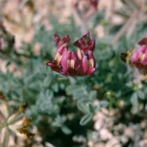 Three clusters of pink flowers with off-white centers and protruding petals.  