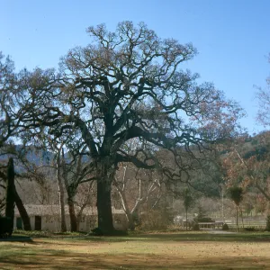 A large tree with bare, spreading branches stands next to a single story white building on the opposite side of a grassy yard. 