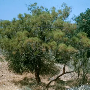A short tree with shaggy bark and many needle-like, green leaves grows among bushes and dry grass.