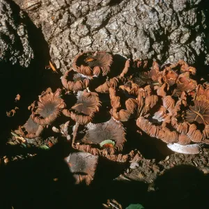Clusters of brown mushrooms with curling edges grow at the base of a tree. 