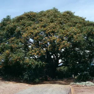 A large, round tree dotted with yellow-orange flowers at the end of a paved road.