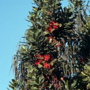 Narrow, tube-like red flowers emerge from within groups of oval-shaped leaves.