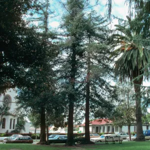 Three tall evergreen trees and one equally large palm tree stand at the edge of a road lined with old model cars. 