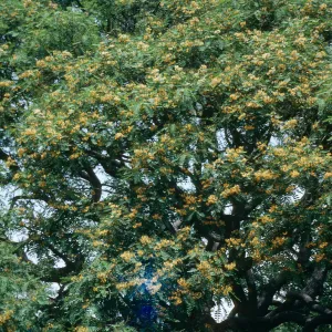 A large, many-limbed tree covered in fern-like leaves and yellow flowers.