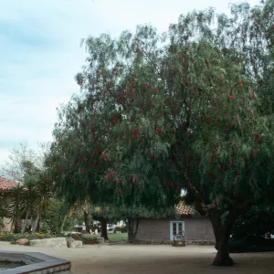 A two-trucked tree with fern-like leaves and hanging clusters of red flowers stands in a courtyard between a fountain and tan brick building.