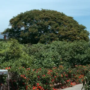 A large, round tree dotted with yellow flowers stands in the distance, over a line of red-flowered bushes next to a paved path and metal mailbox.  