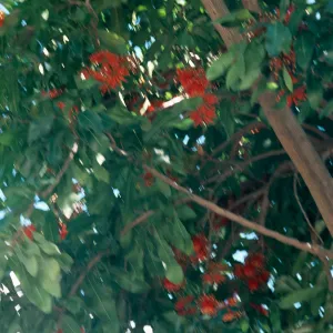 A tree branch thick with long, oval leaves and dotted with red flowers with narrow, tube-shaped flowers. 