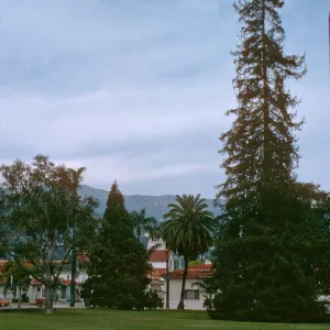 A deciduous tree, two evergreen trees, one of which is exceptionally tall, and a palm tree stand in a line across a grassy yard alongside white buildings with orange-tiled roofs. 
