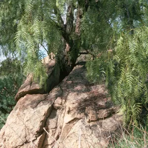 A tree with drooping, fernlike leaves grows through a large crack in a pale colored boulder. 