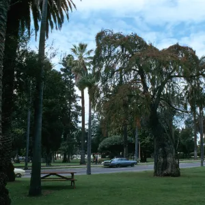 A leaning tree with deep, vertically grooved bark and narrow green and red leaves stands among tall palm trees beside a paved road.