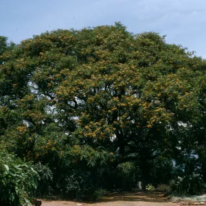 A large, round tree dotted with yellow flowers.
