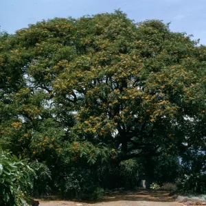 A large, round tree dotted with yellow flowers.