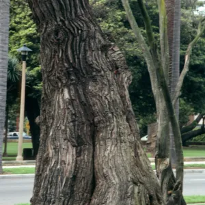 The leaning trunk of a tree with deep, vertical ridges in its bark.
