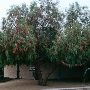 A two-trucked tree with fern-like leaves and hanging clusters of red flowers stands in a courtyard between a fountain and tan brick wall. 