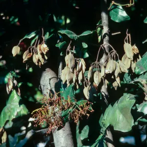 Multiple clusetes of dry pods hang from tree branches among green leaves.