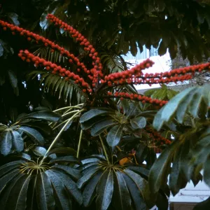 Tupidanthus, Panama City