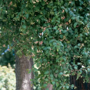 A thick mass of leaves dotted with small, pale red flowers just beginning to bloom. 