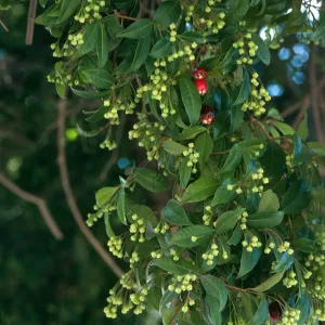 A branch of pointed, oval shaped leaves dotted with tiny, bulbous, pale green flower buds and a small number of red, oval-shaped berries. 
