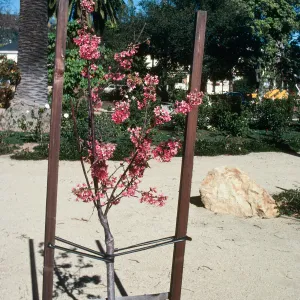A young tree covered in clusters of pink flowers supported by a trellis. 