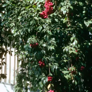 A large mass of pointed, oval-shaped leaves against a white wall dotted with large clusters of ref-purple, olive-shaped berries. 