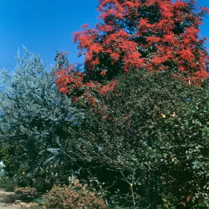 A tall tree completely covered in bright red flowers stands above shorter, green trees at the side of a dirt path. 